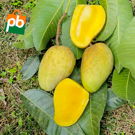 কাটিমন (বারো মাসি)/Katimon – ১২ কেজি